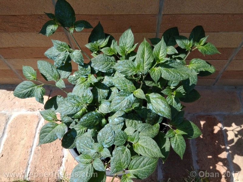 rocoto-sisidro_002_pianta_26.jpg