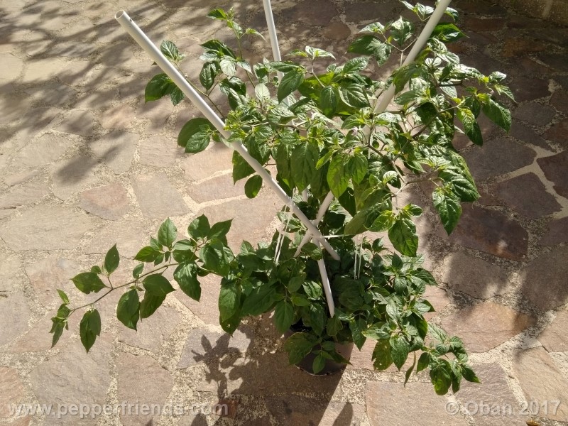 rocoto-sisidro_002_pianta_27.jpg