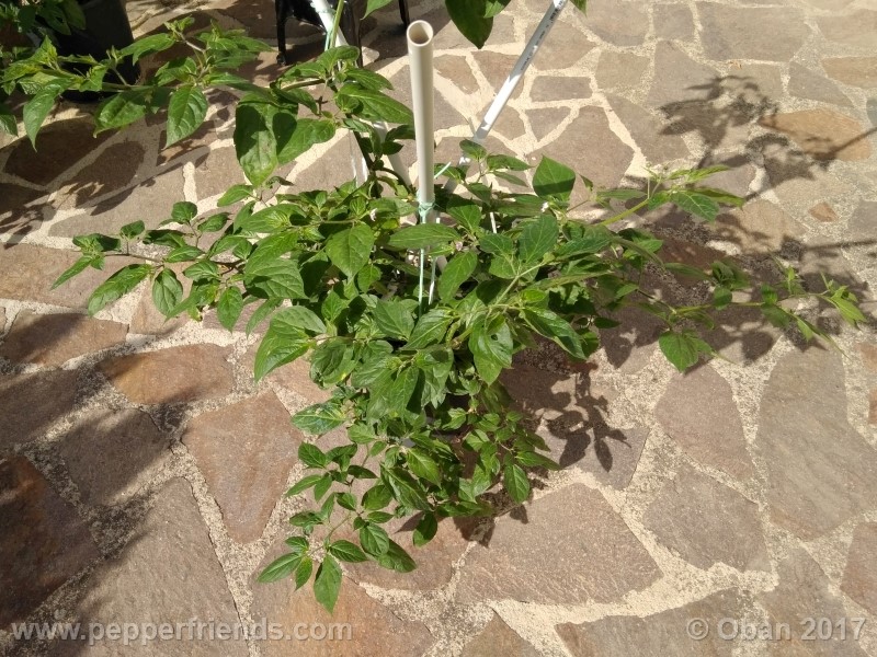 rocoto-sisidro_002_pianta_28.jpg