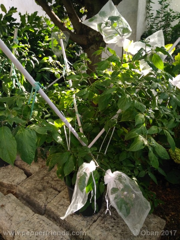 rocoto-sisidro_002_pianta_29.jpg