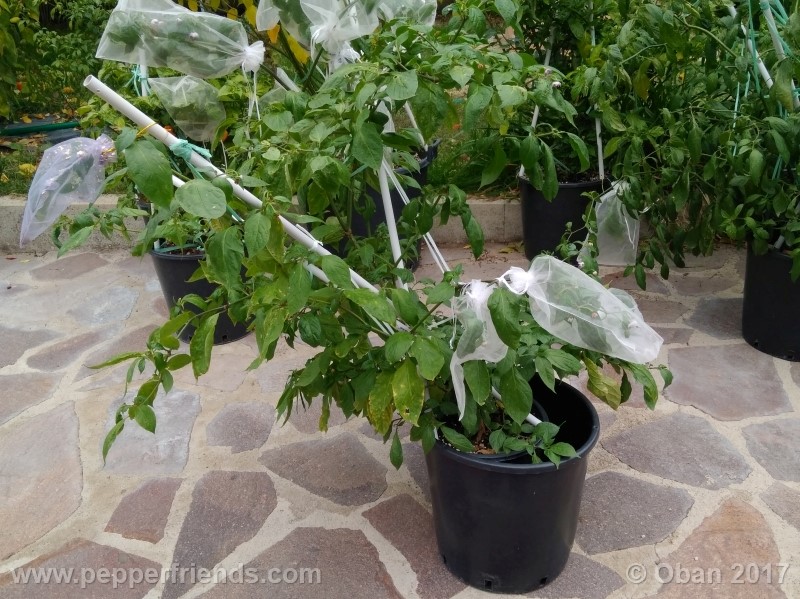 rocoto-sisidro_002_pianta_30.jpg