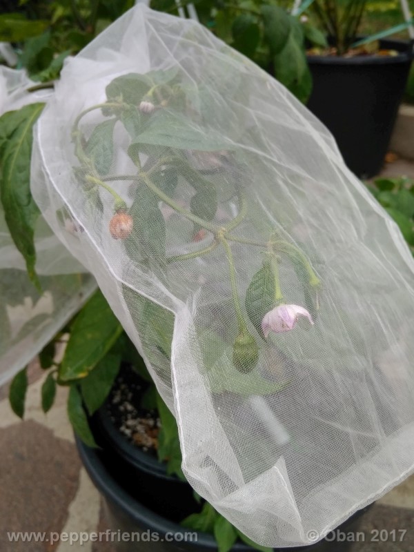 rocoto-sisidro_002_pianta_31.jpg
