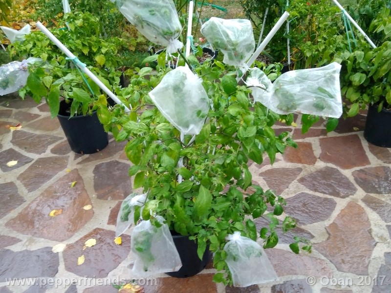 rocoto-sisidro_002_pianta_32.jpg