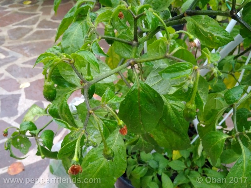 rocoto-sisidro_002_pianta_33.jpg