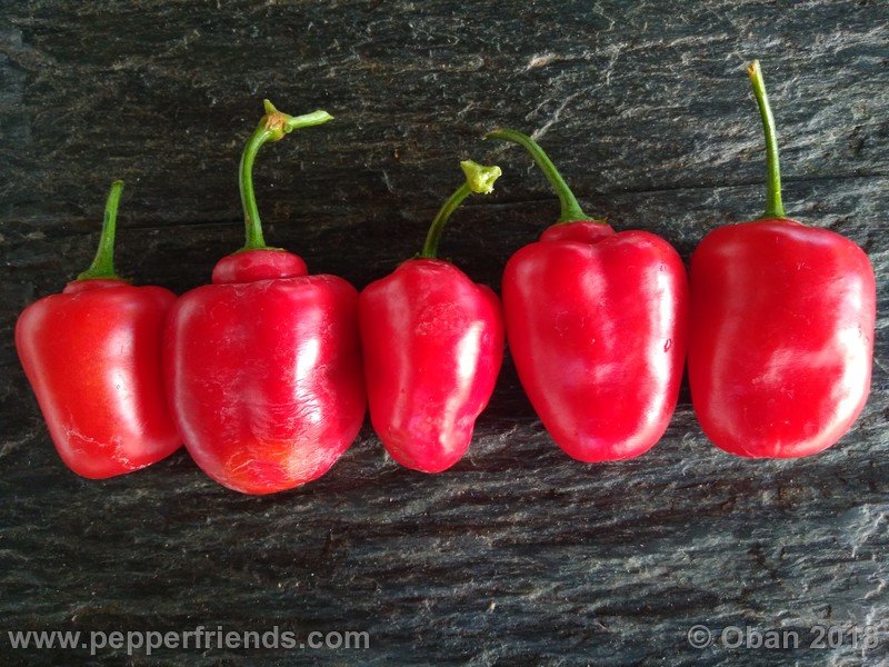 https://www.pepperfriends.org/uploads/rocoto-sisidro/003/rocoto-sisidro_003_frutto_20.jpg