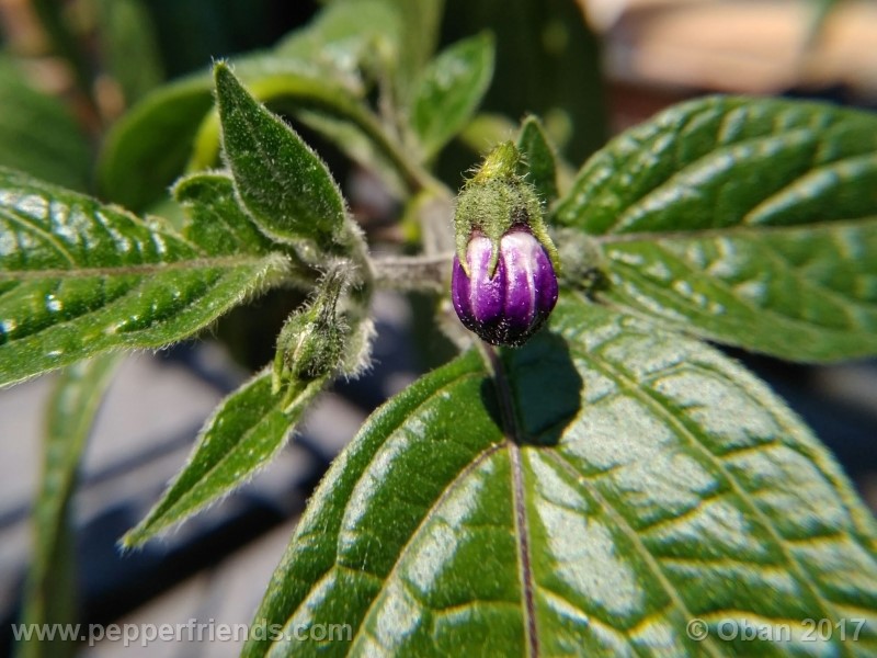 rocoto-stolen-yello_001_fiore_01.jpg
