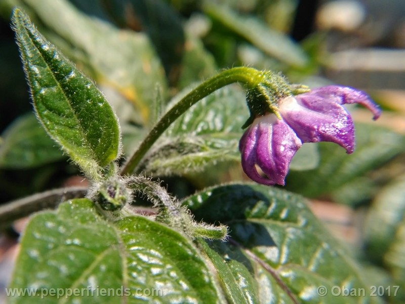 rocoto-stolen-yello_001_fiore_04.jpg