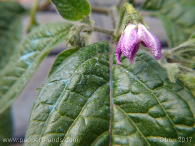 rocoto-stolen-yello_001_fiore_07.jpg