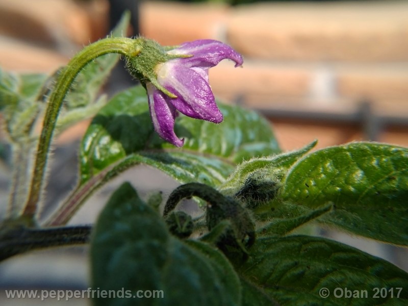 rocoto-stolen-yello_001_fiore_12.jpg