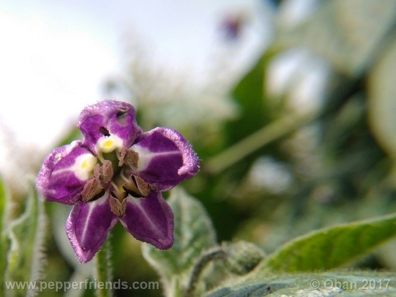 rocoto-stolen-yello_001_fiore_13.jpg