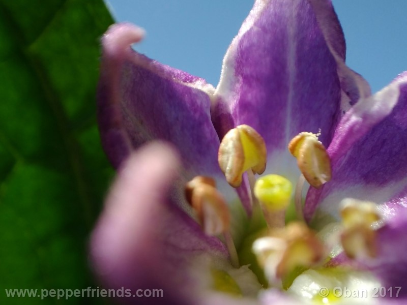 rocoto-stolen-yello_001_fiore_16.jpg