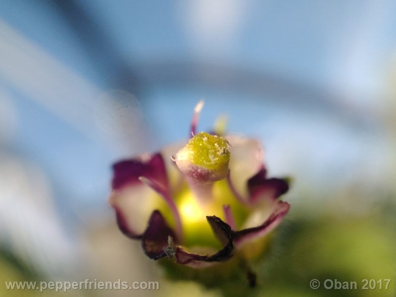rocoto-stolen-yello_001_fiore_19.jpg