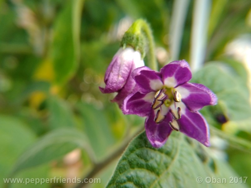 rocoto-stolen-yello_001_fiore_22.jpg