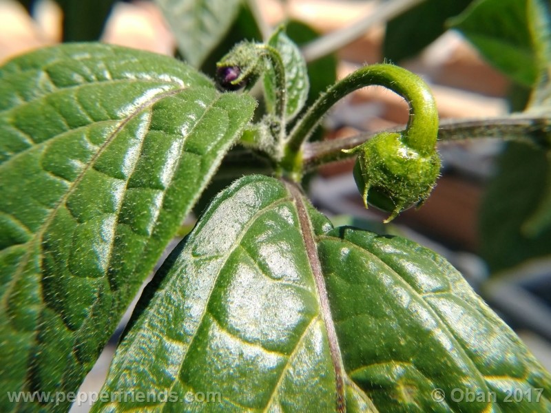 rocoto-stolen-yello_001_frutto_03.jpg
