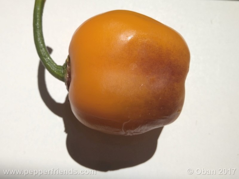 rocoto-stolen-yello_001_frutto_15.jpg