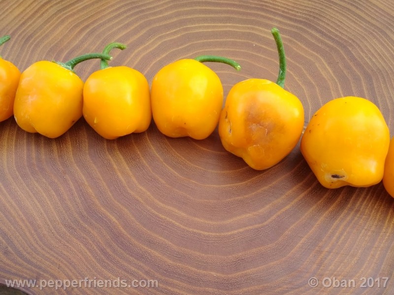 rocoto-stolen-yello_001_frutto_18.jpg