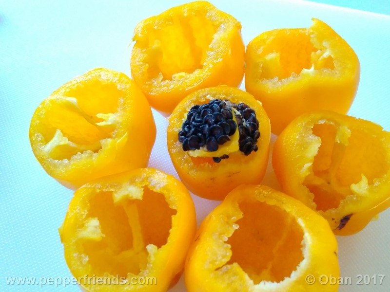 rocoto-stolen-yello_001_frutto_22.jpg