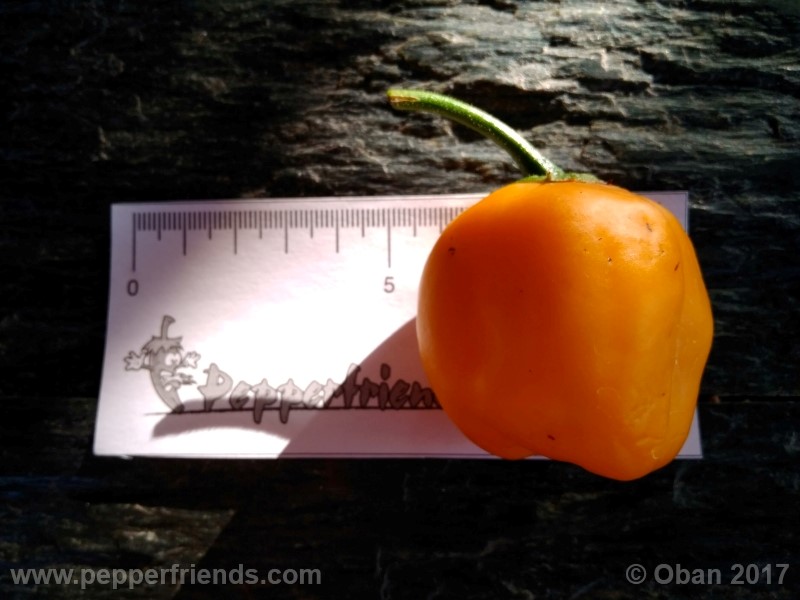 rocoto-stolen-yello_001_frutto_23.jpg