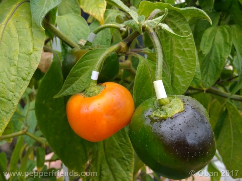 rocoto-stolen-yello_001_frutto_25.jpg