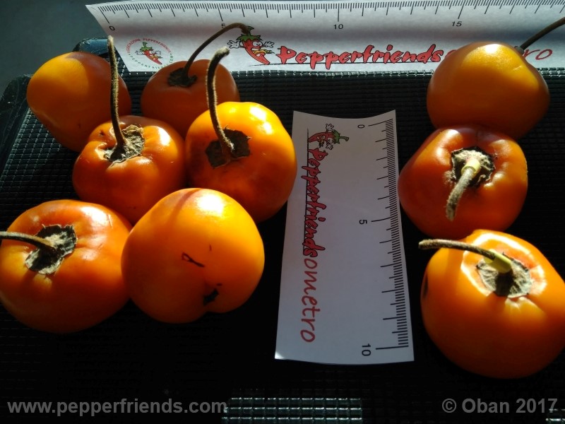 rocoto-stolen-yello_001_frutto_27.jpg