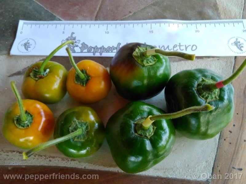 rocoto-stolen-yello_001_frutto_29.jpg