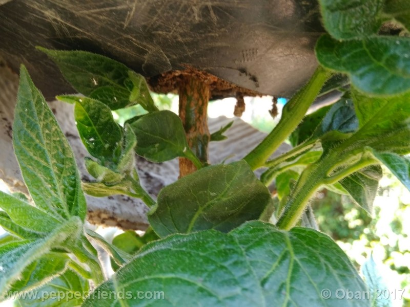 rocoto-stolen-yello_001_fusto_02.jpg