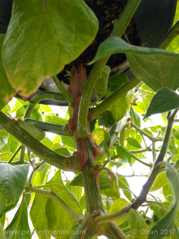 rocoto-stolen-yello_001_fusto_06.jpg