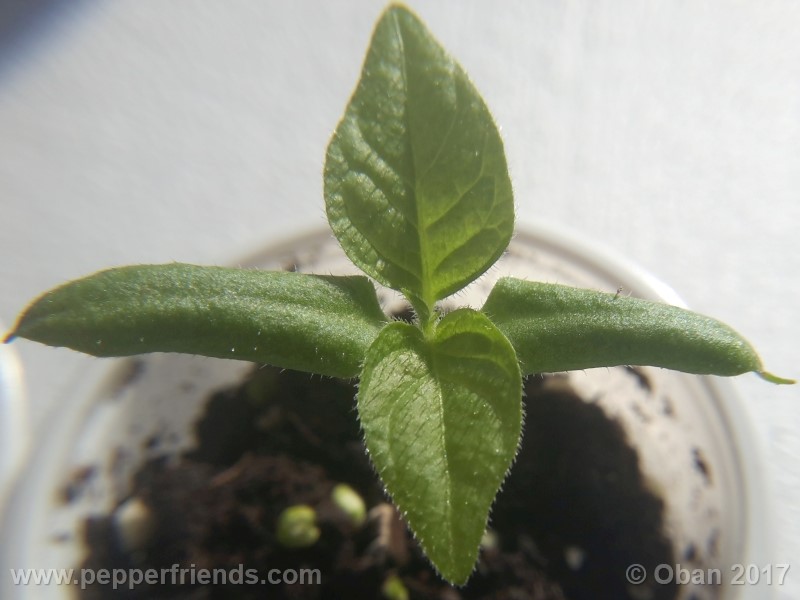 rocoto-stolen-yello_001_pianta_05.jpg