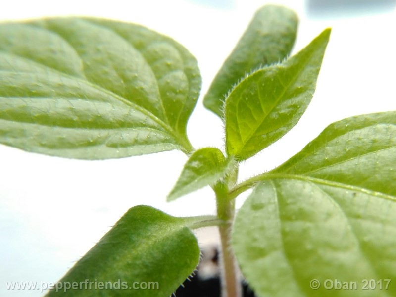 rocoto-stolen-yello_001_pianta_08.jpg