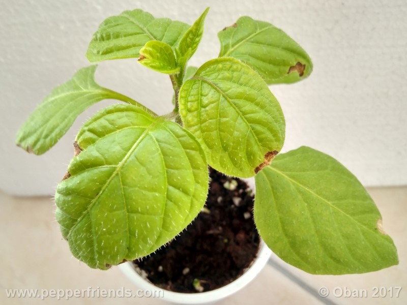 rocoto-stolen-yello_001_pianta_10.jpg