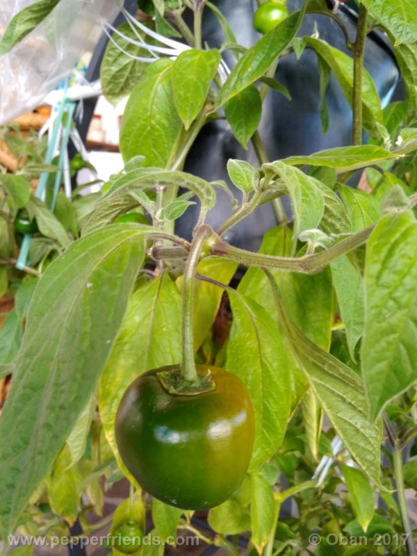 rocoto-stolen-yello_001_pianta_100.jpg