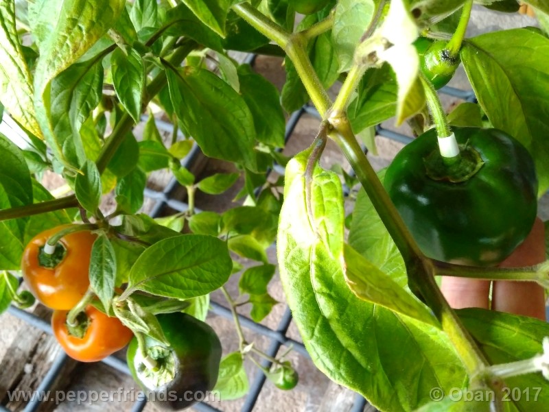 rocoto-stolen-yello_001_pianta_101.jpg