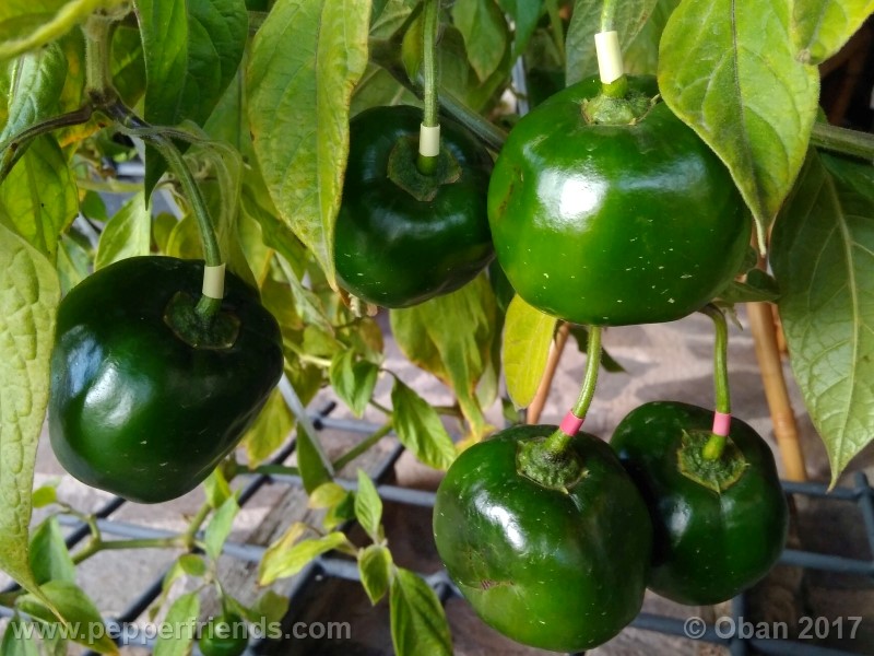 rocoto-stolen-yello_001_pianta_103.jpg