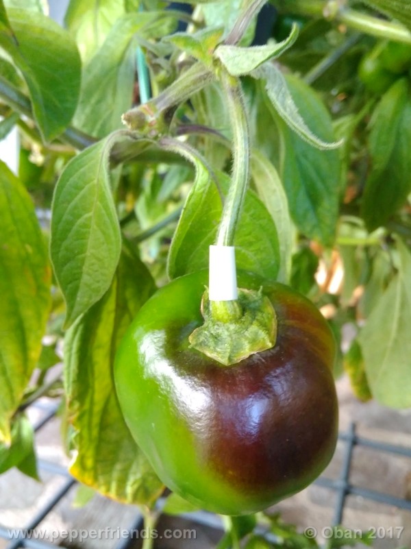 rocoto-stolen-yello_001_pianta_106.jpg