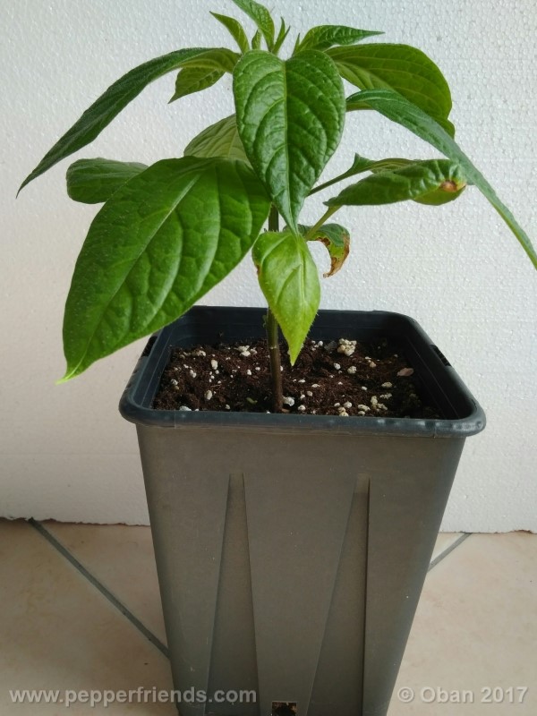 rocoto-stolen-yello_001_pianta_11.jpg