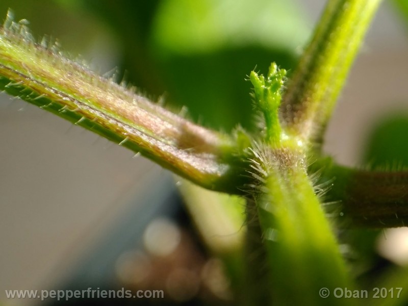 rocoto-stolen-yello_001_pianta_14.jpg
