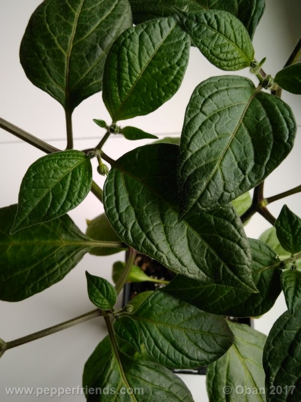 rocoto-stolen-yello_001_pianta_17.jpg