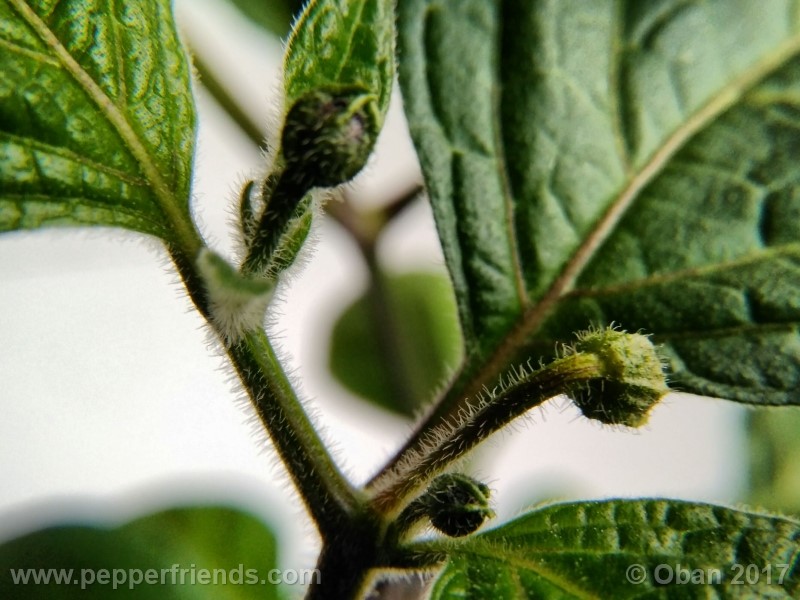 rocoto-stolen-yello_001_pianta_18.jpg