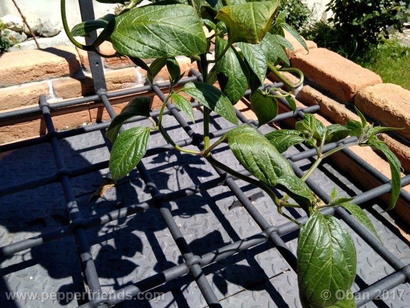 rocoto-stolen-yello_001_pianta_25.jpg