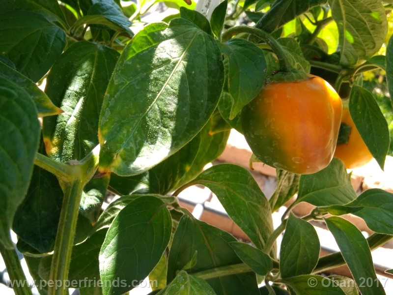 rocoto-stolen-yello_001_pianta_51.jpg