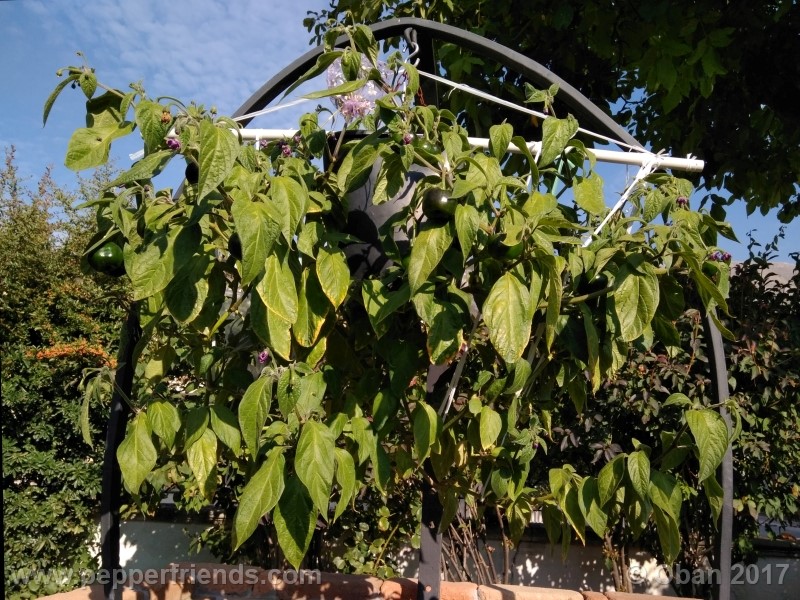 rocoto-stolen-yello_001_pianta_80.jpg