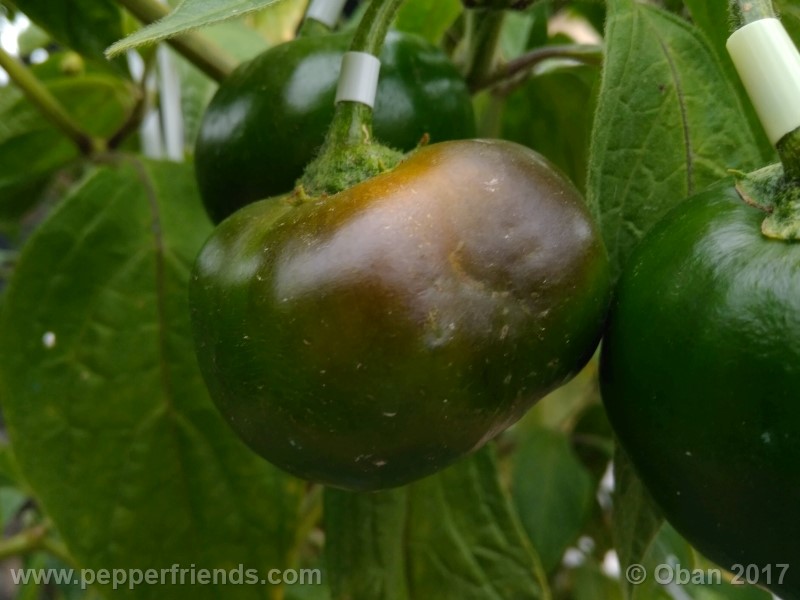rocoto-stolen-yello_001_pianta_83.jpg