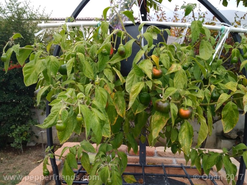 rocoto-stolen-yello_001_pianta_90.jpg