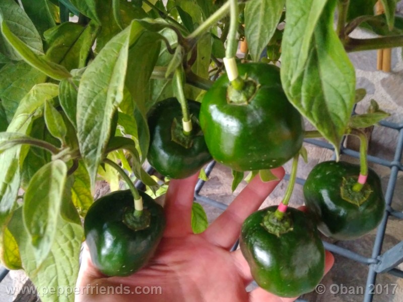 rocoto-stolen-yello_001_pianta_96.jpg