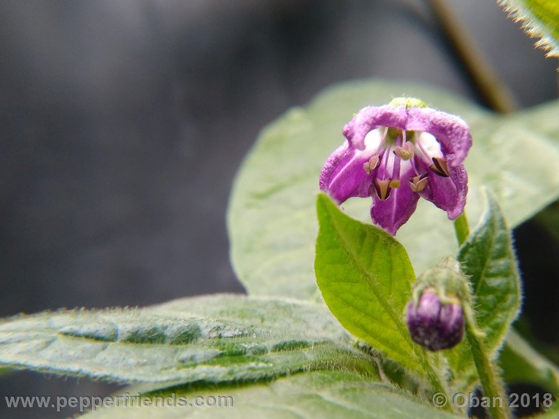 rocoto-stolen-yellow_002_fiore_01.jpg