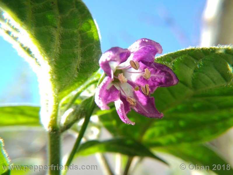 rocoto-stolen-yellow_002_fiore_02.jpg