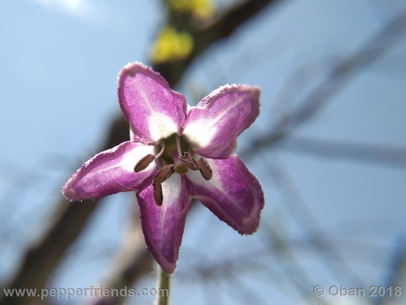 rocoto-stolen-yellow_002_fiore_03.jpg