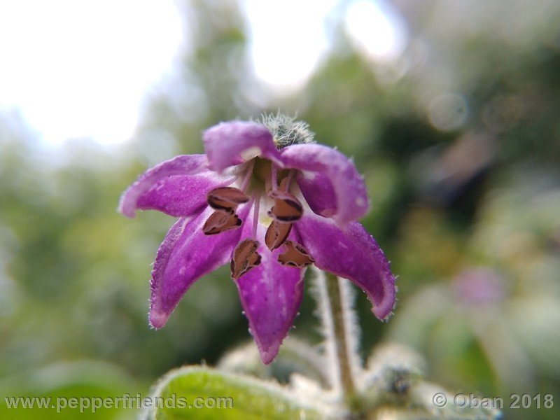 rocoto-stolen-yellow_002_fiore_04.jpg