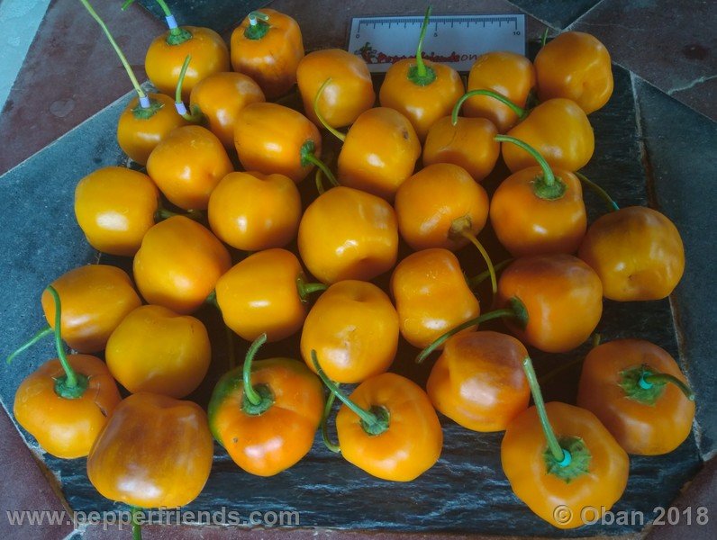 rocoto-stolen-yellow_002_frutto_03.jpg