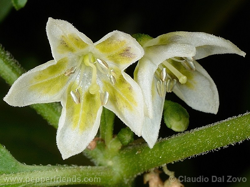 schottianum_001_fiore_16.jpg